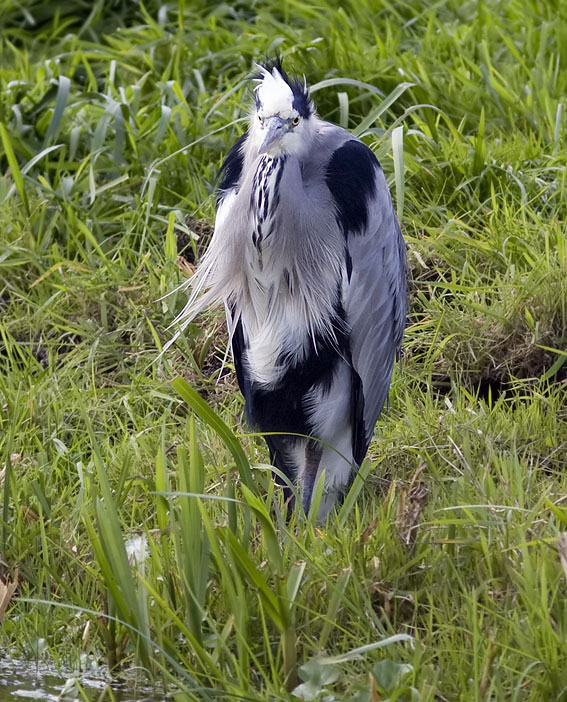 Blauwereiger021008